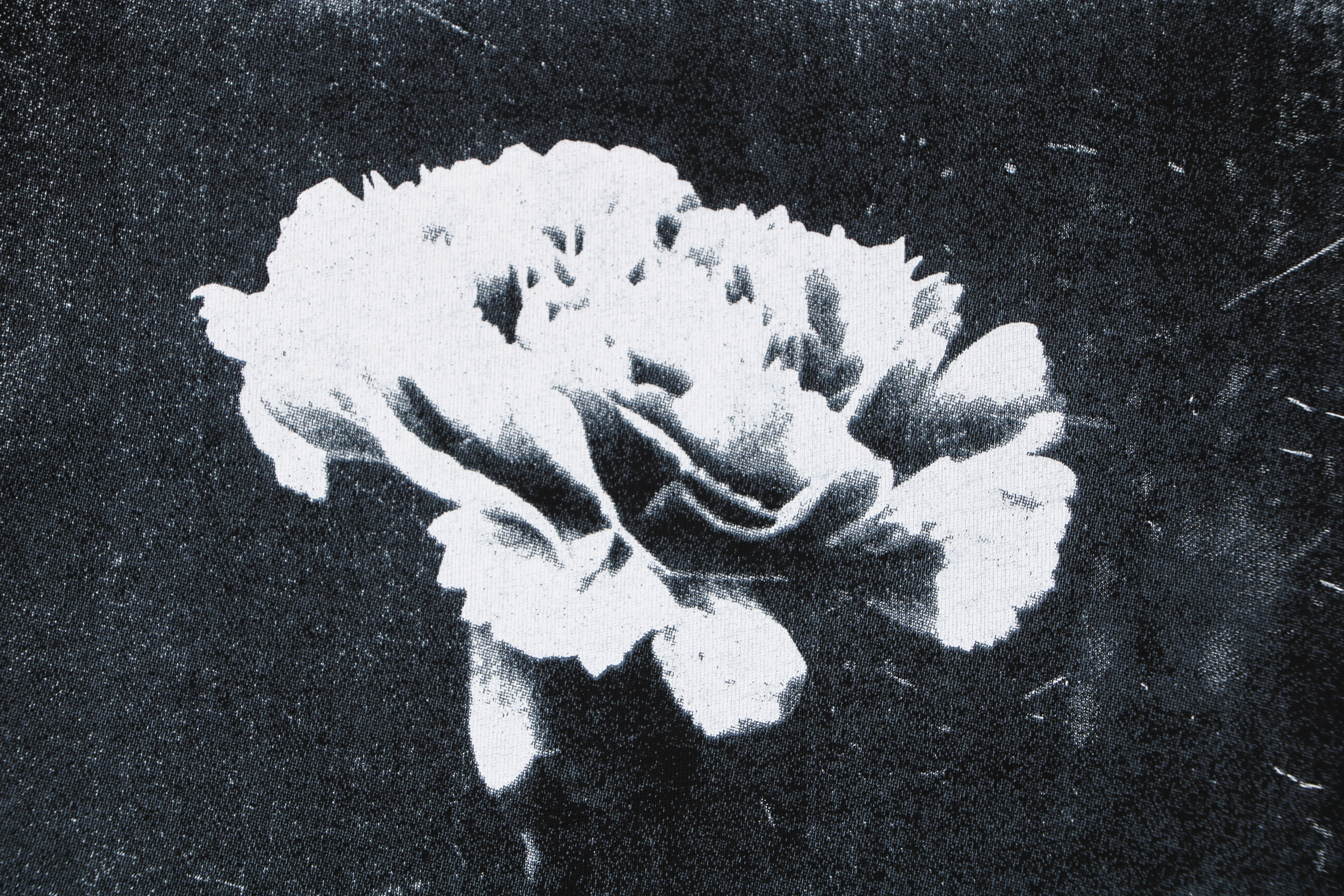 Close-up Faded Carnation